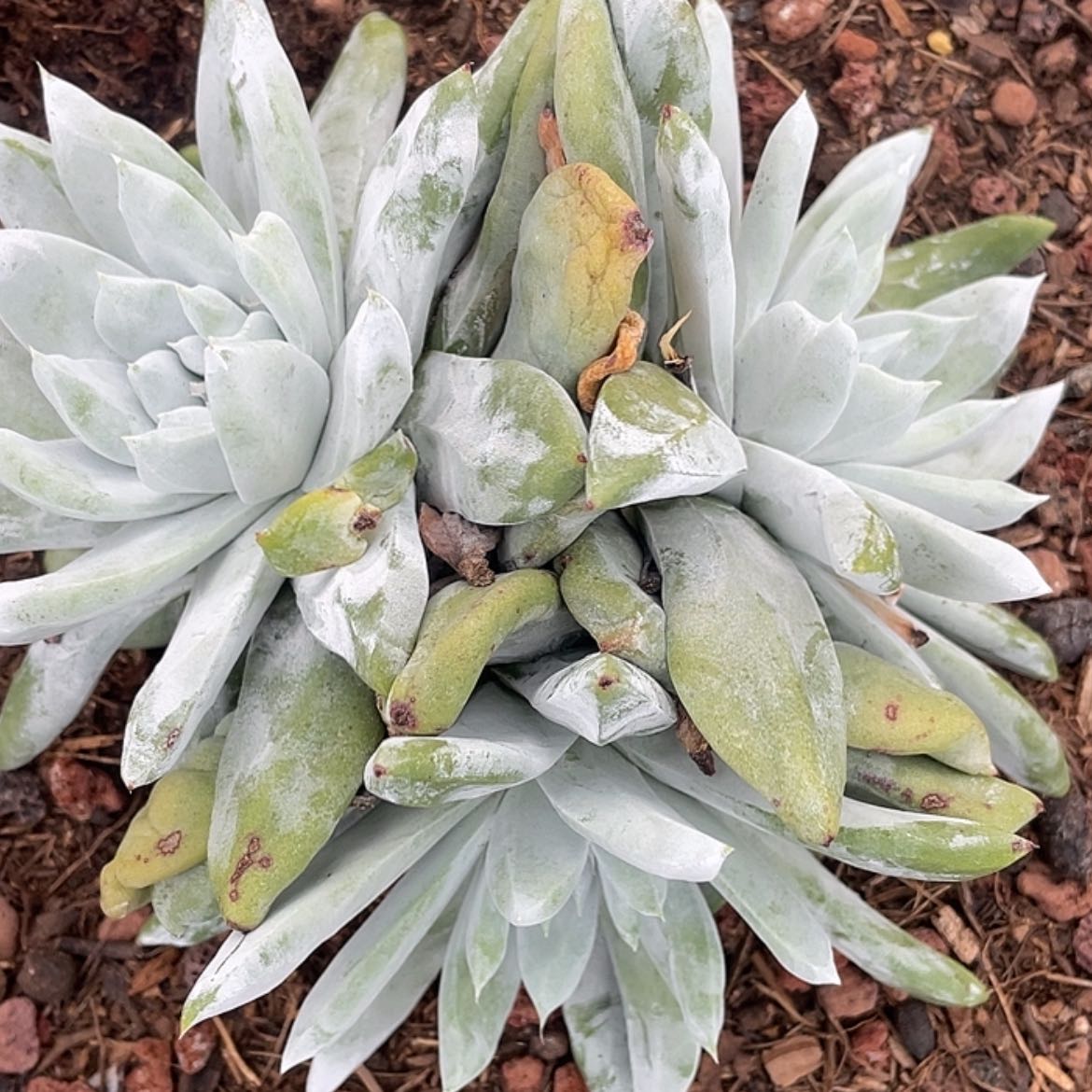 【闪购商品】海星叶拇指