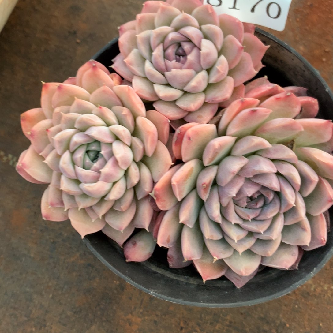 8170杂交多肉植物