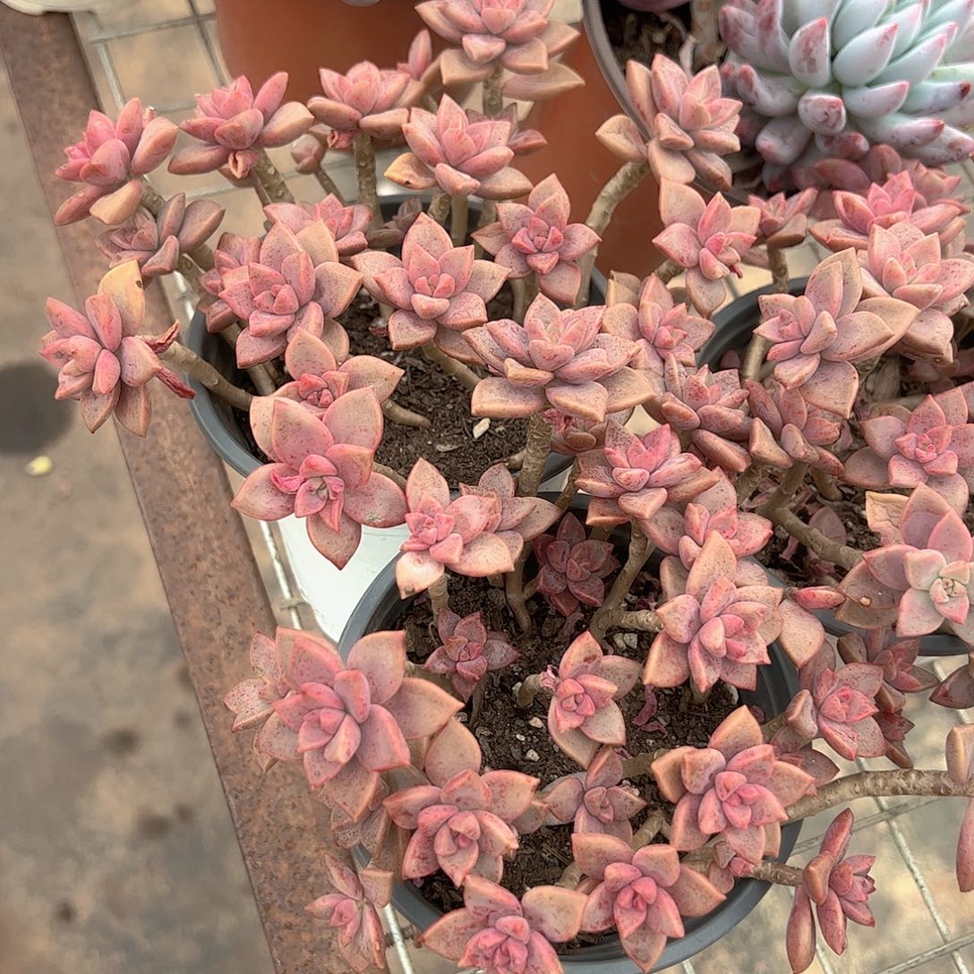 姬胧月散装带盆土精品特价二盆