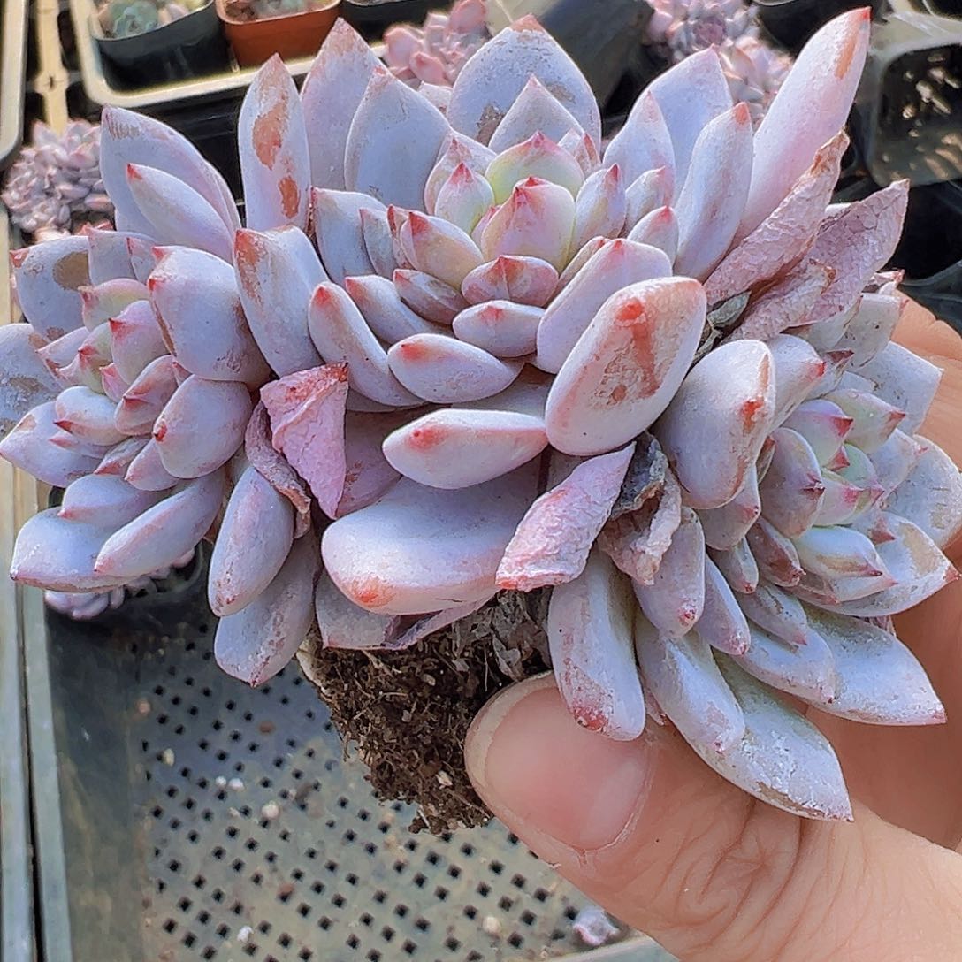 星星橙群19包邮6.5盆