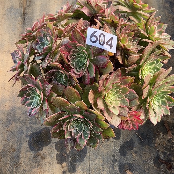 万花筒，千变万化604多肉