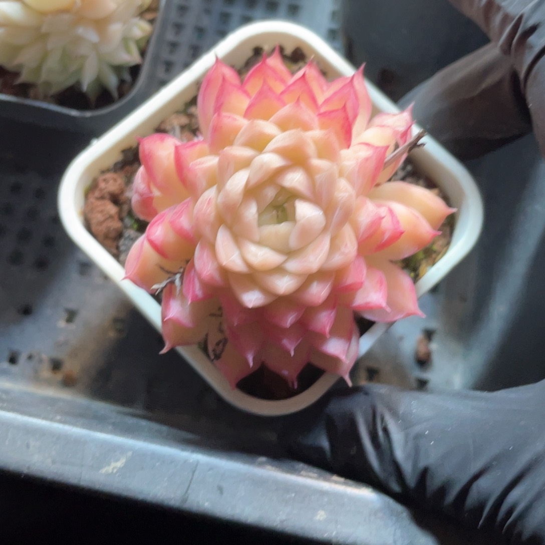 优选女王福利9386