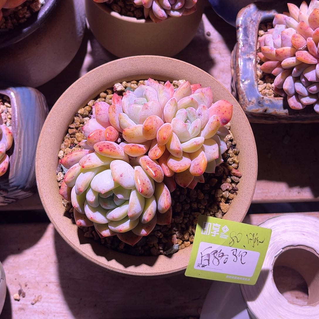 白*驼橙梦露群生脱土