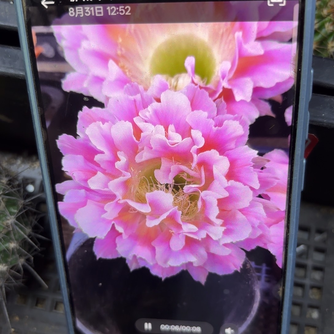 云羽无根侧牙四公分23