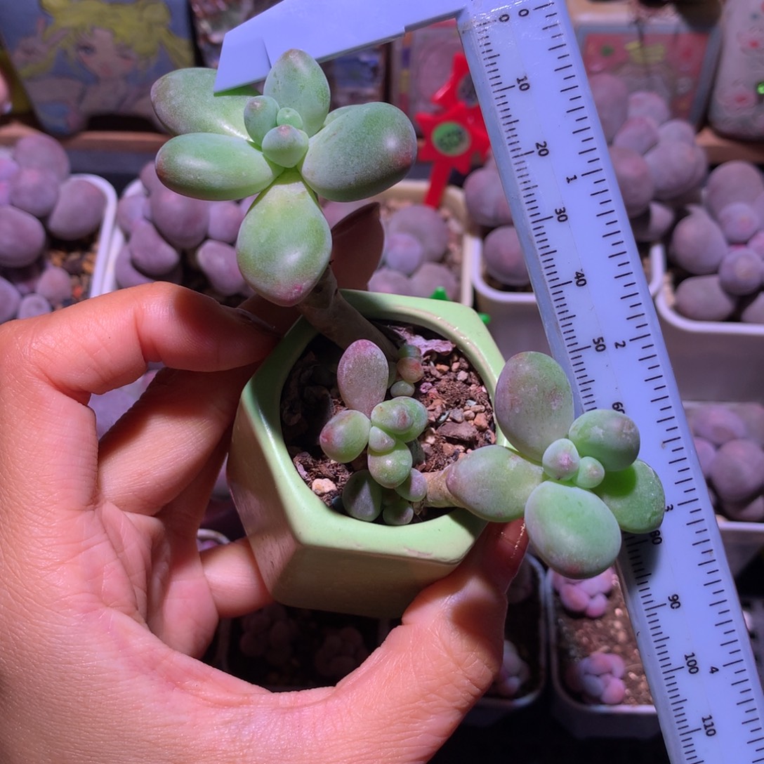 韩国苹果奶 精品韩国奶酪多肉