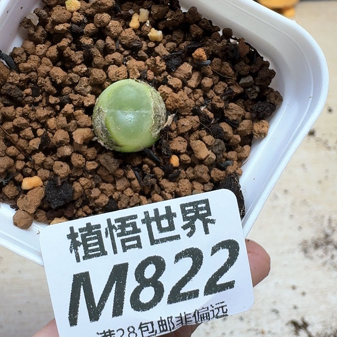 多肉植物的润泽地f