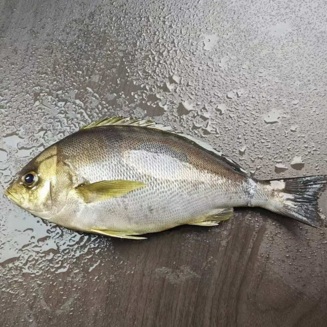 海捕黄鸡鱼 顺丰冷链厦门发货