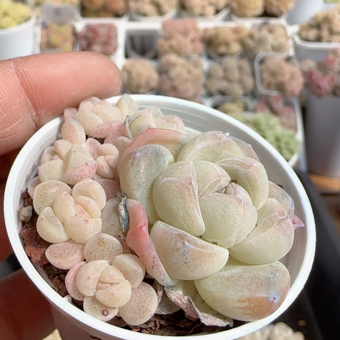 【闪购商品】0222-132