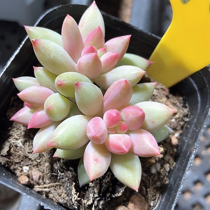 多肉植物虞美人901