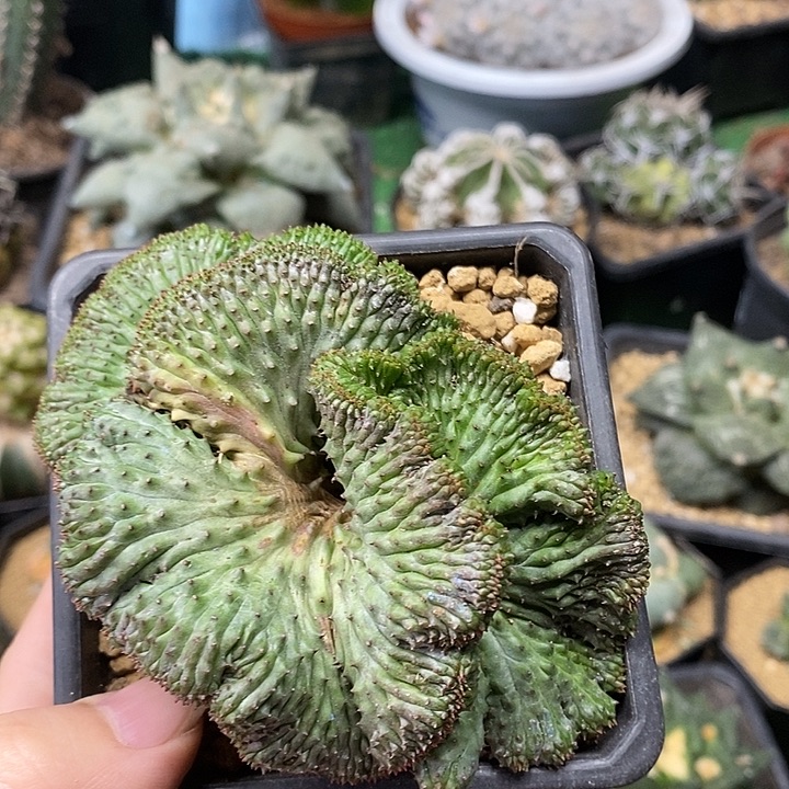 子吹布纹球缀化10公分