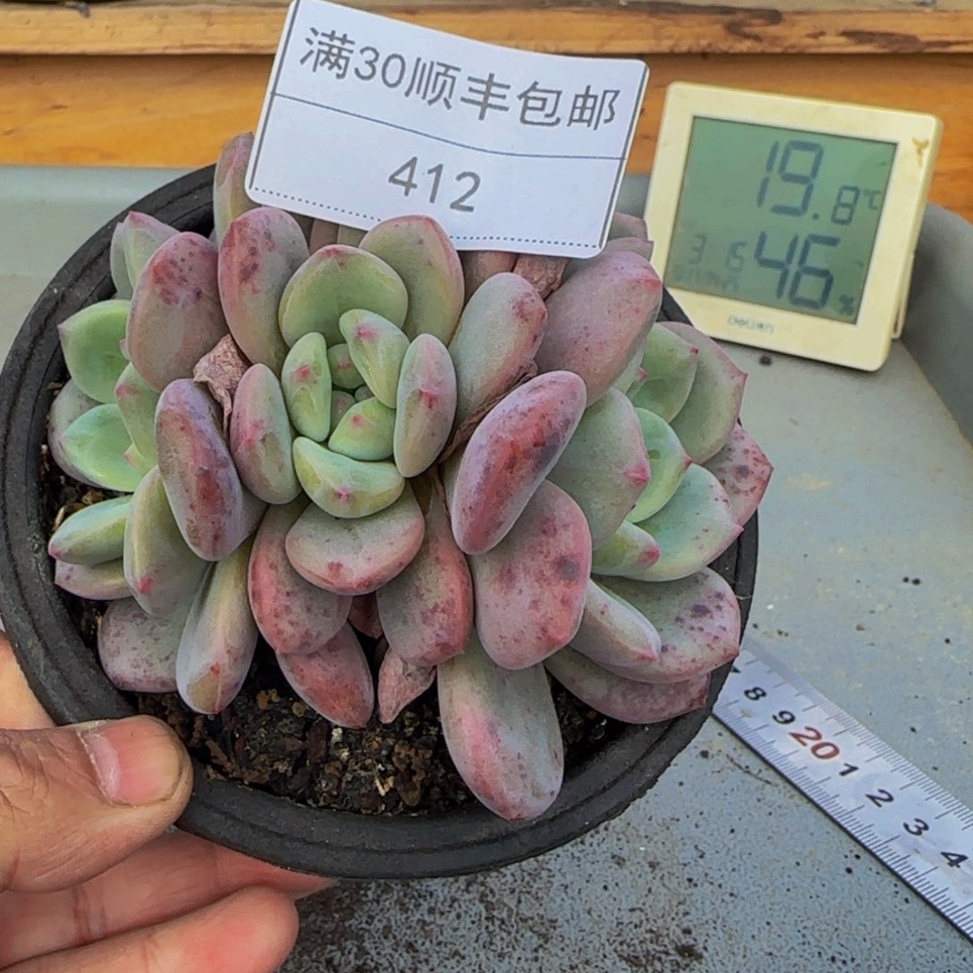 412凌雪多肉三头11cm