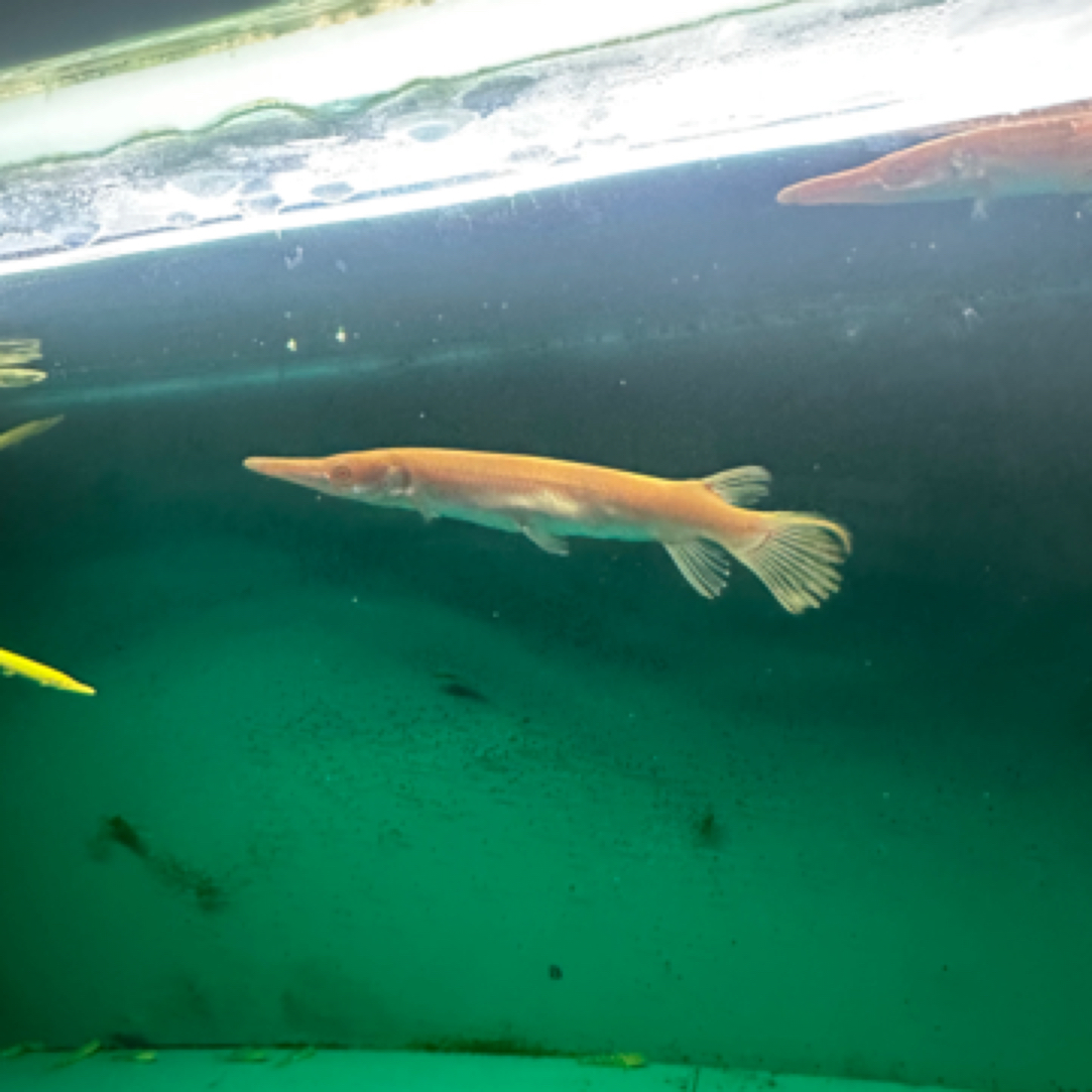 黄火箭大型热带猛鱼（全国顺丰包邮）