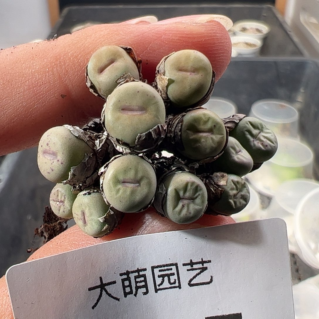 一物一拍。      175