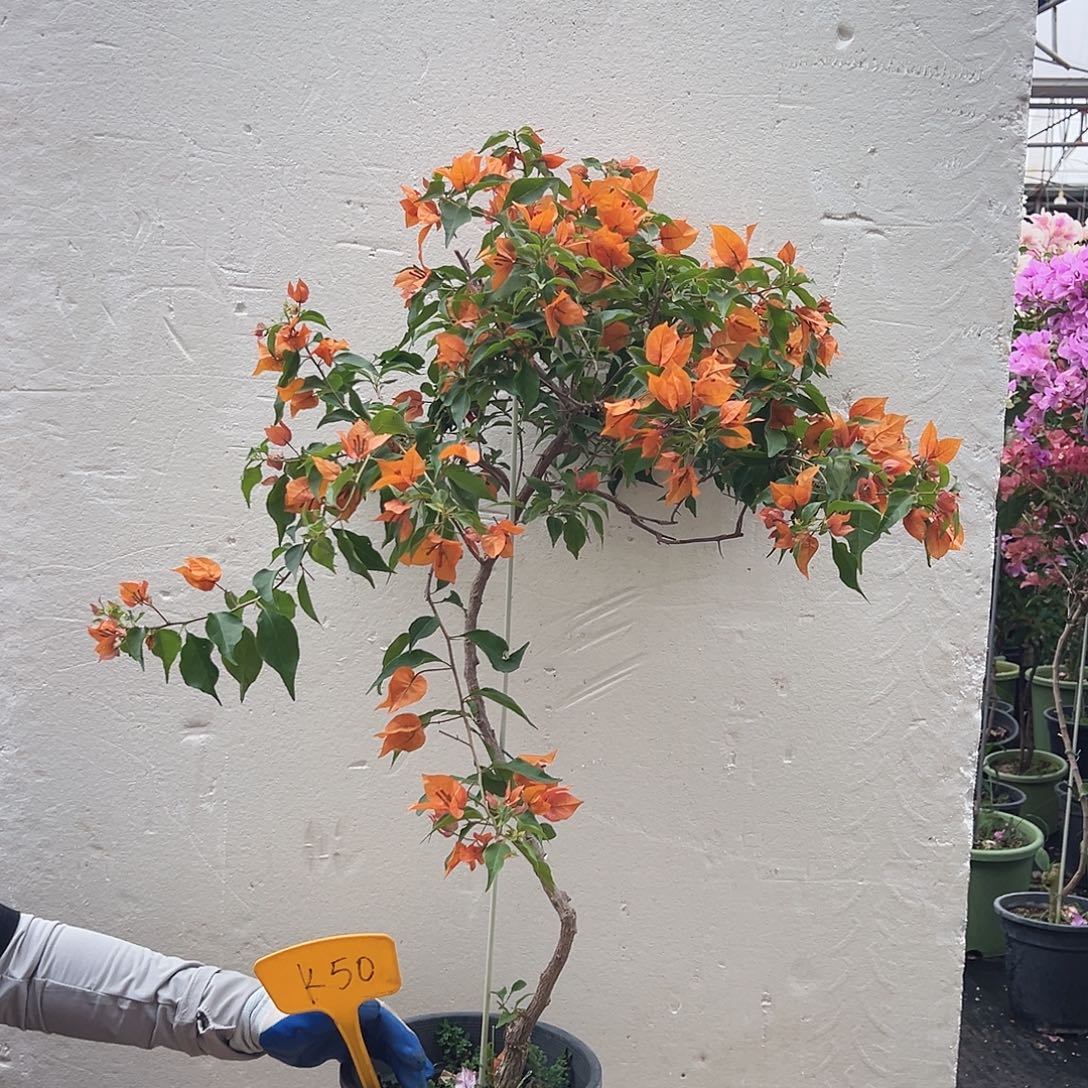 沐***熙大部分花苞少量开放K50橙桑巴