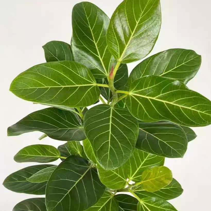 孟加拉榕黄金富贵榕盆栽办公室内四季常青北欧风观叶绿植高山榕好