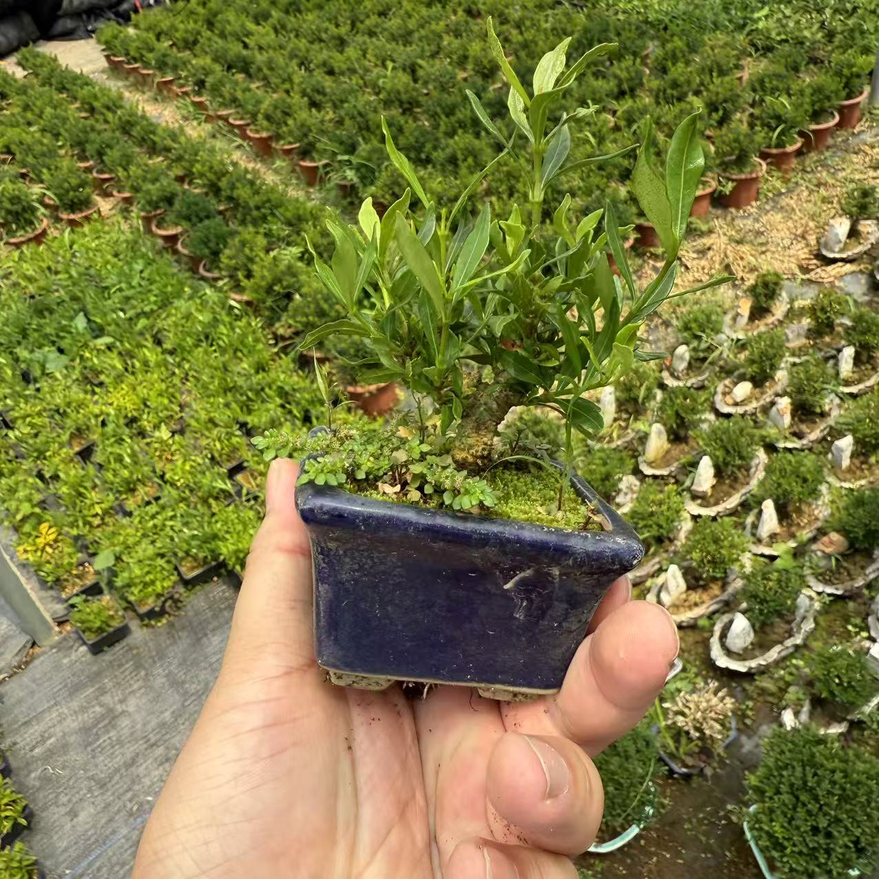 A级货/精品年功矮霸清誉栀子花/开门老/掌上盆景/非常喜水/勤花香