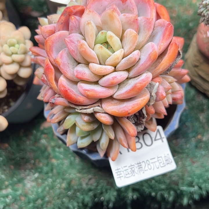 幸运的是我的朋友们