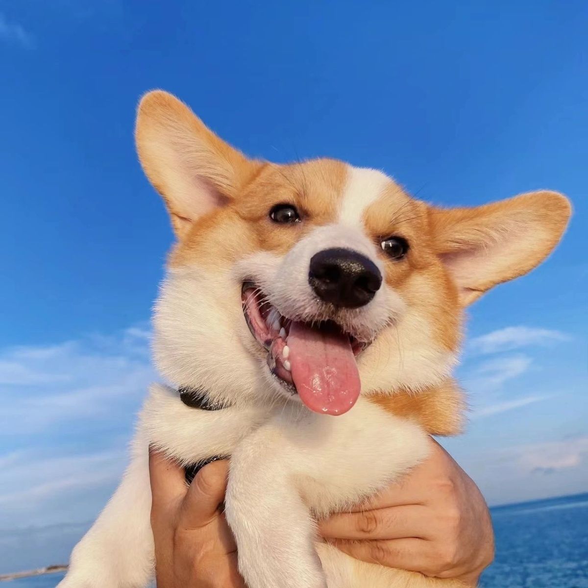柯基幼犬三色狗犬便宜双色小狗狗狗宠物犬可爱威尔士活物伴侣犬狗