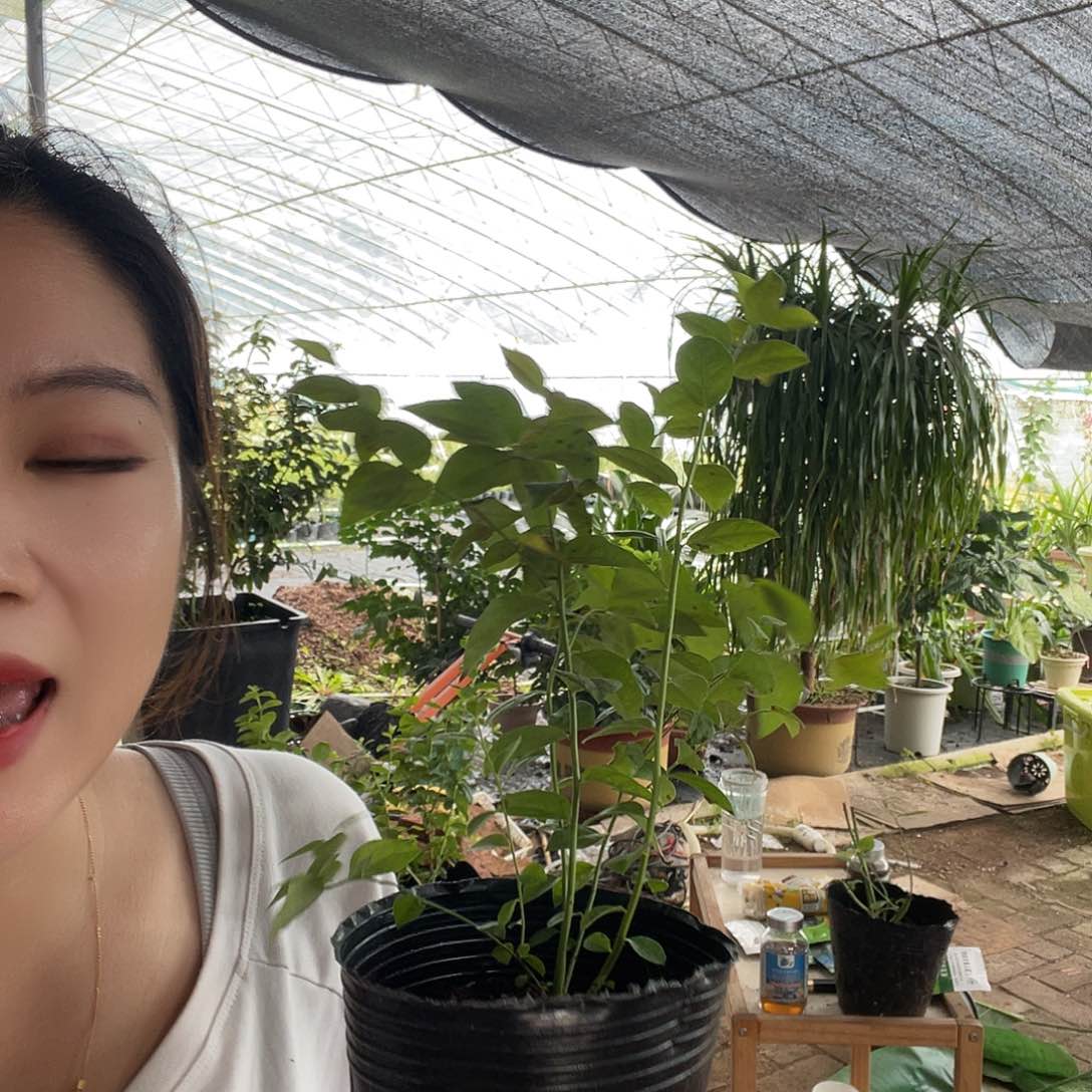 莱克西 送促花保果 福利