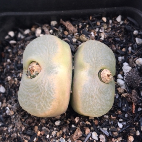 多肉肉锥 双头蟠桃