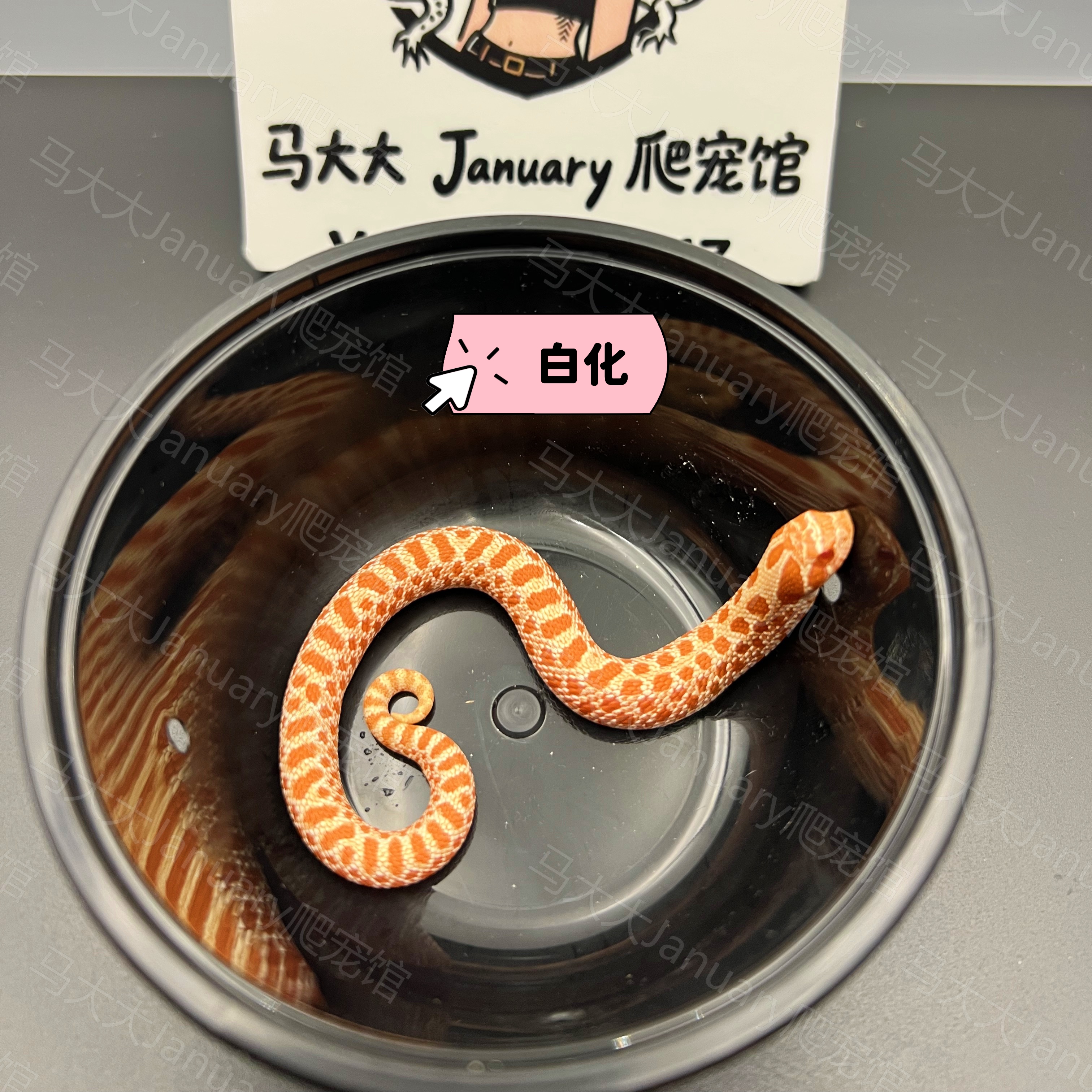 猪鼻蛇基因卡片图鉴，科普用