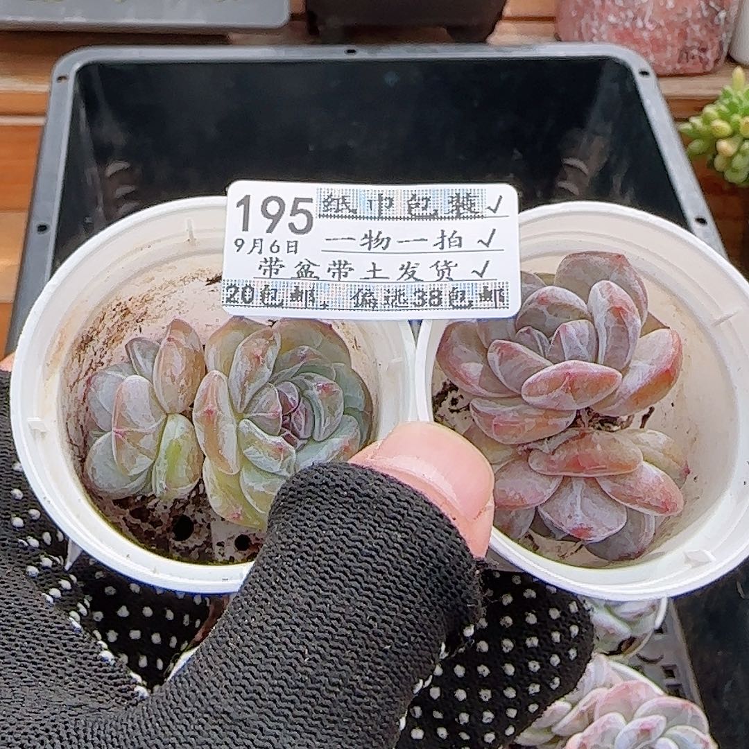 雪***姐多肉0906-195石榴籽星影2