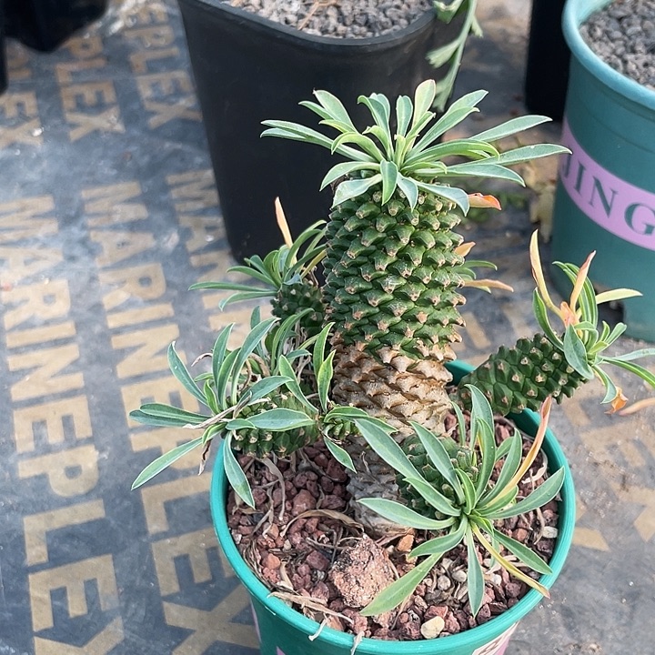 865铁甲麒麟大戟植物