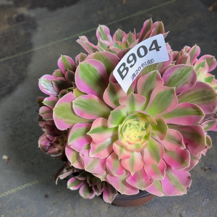 瑞妈多肉植物，904