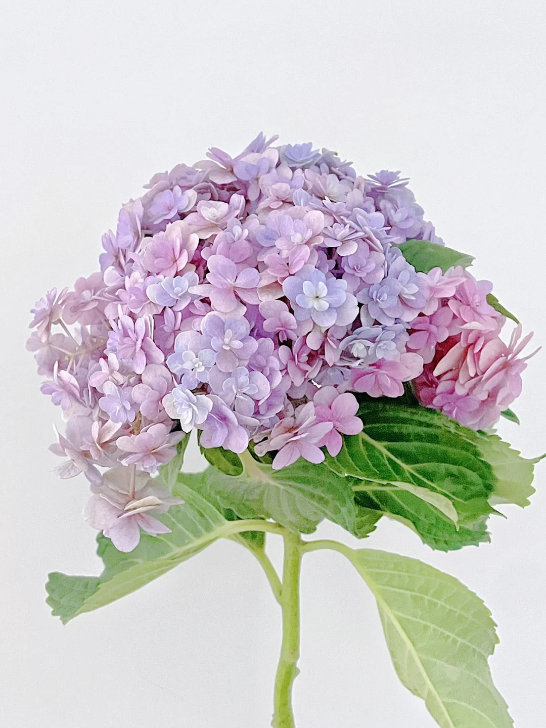 婷宝花园店-露天大花绣球【花手鞠】老桩不带花发货