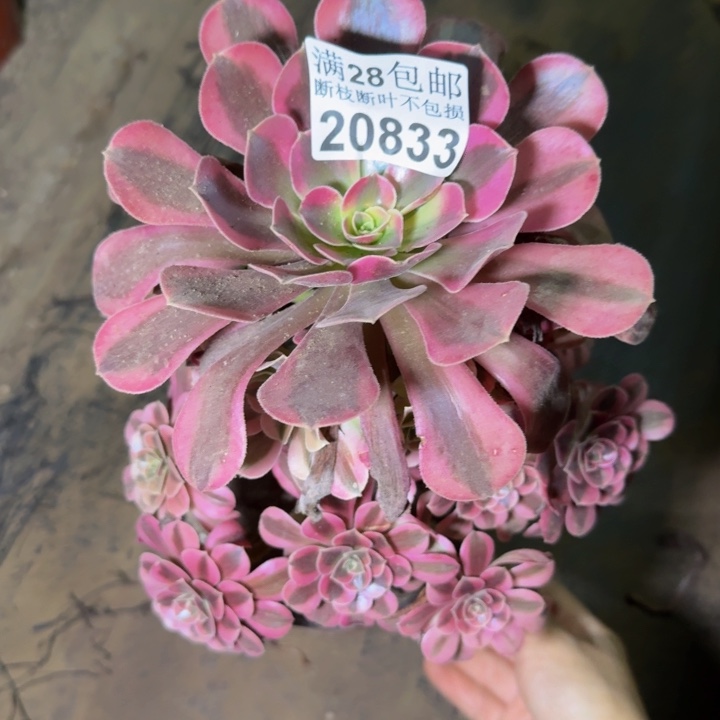 20833美杜莎多肉植物