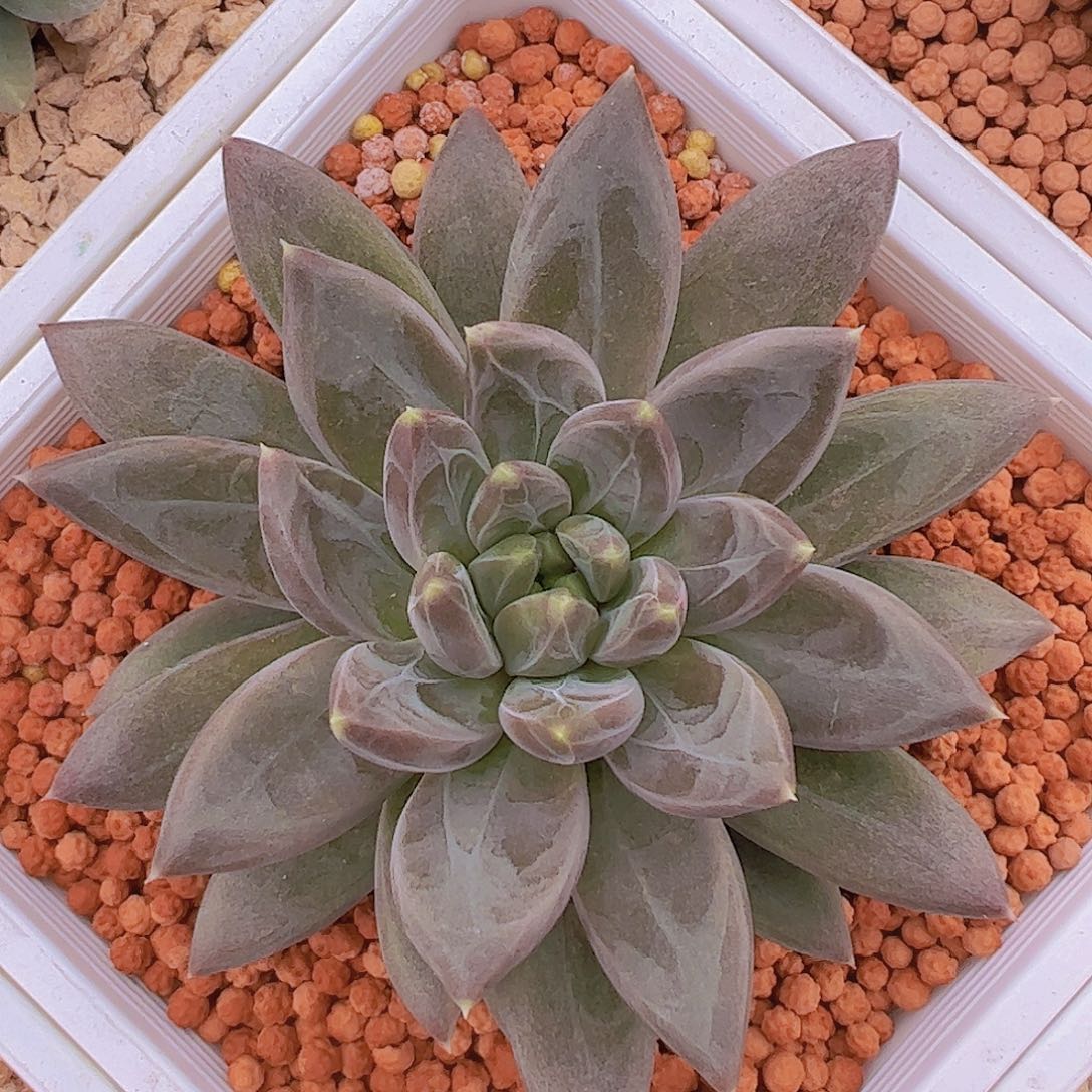 暗纹美人1111111111