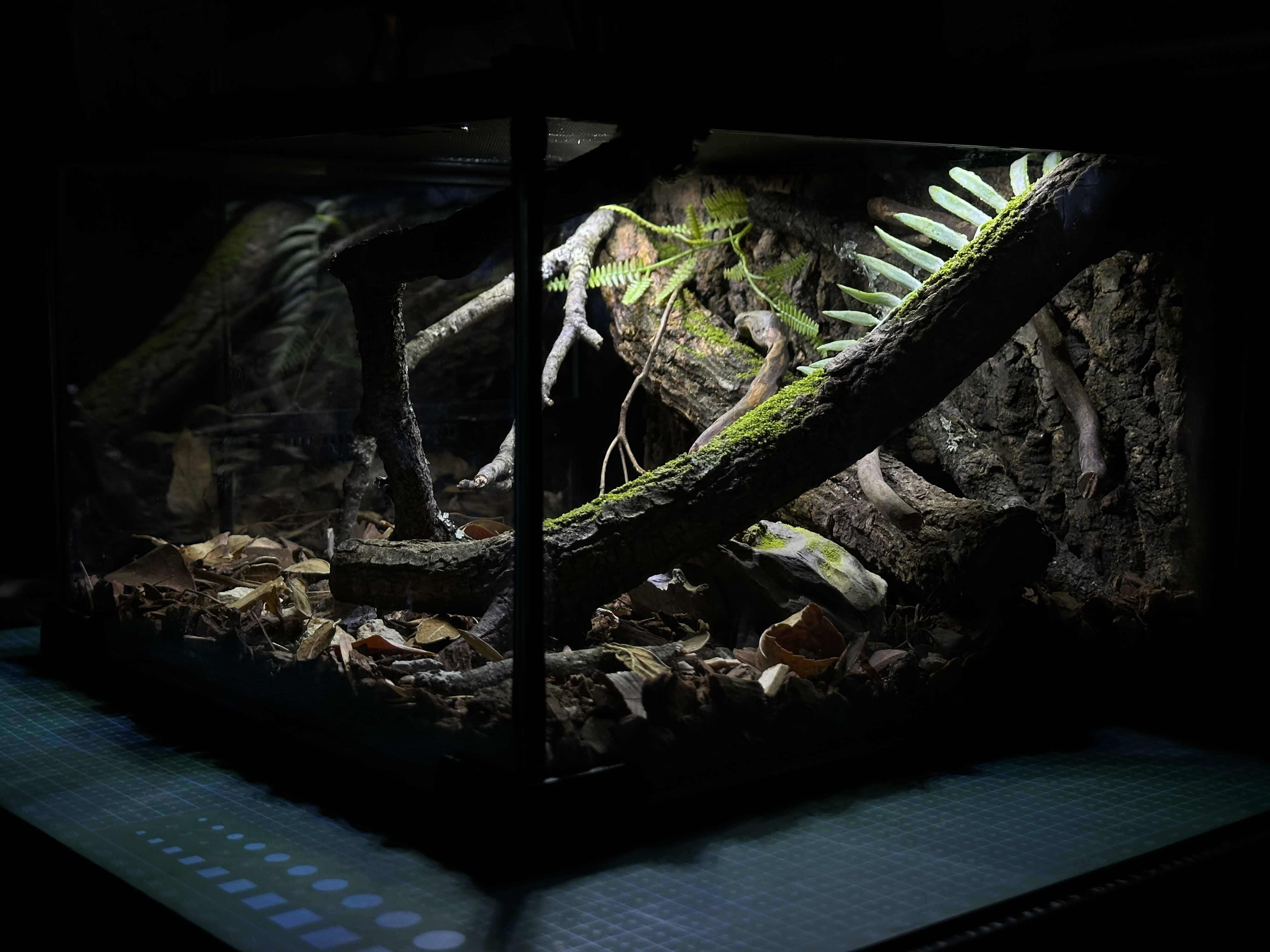 爬宠缸造景 昆虫甲虫 螳螂 蜥蜴守宫 蛇 蜘蛛 蝎子 蜈蚣饲养缸