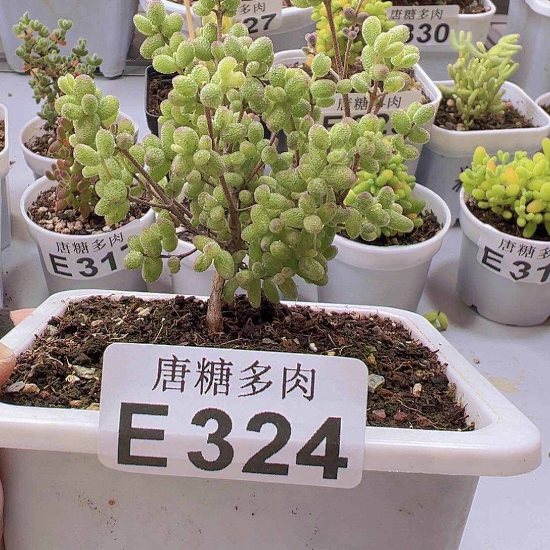 糖球虎斑锦枝干番杏324