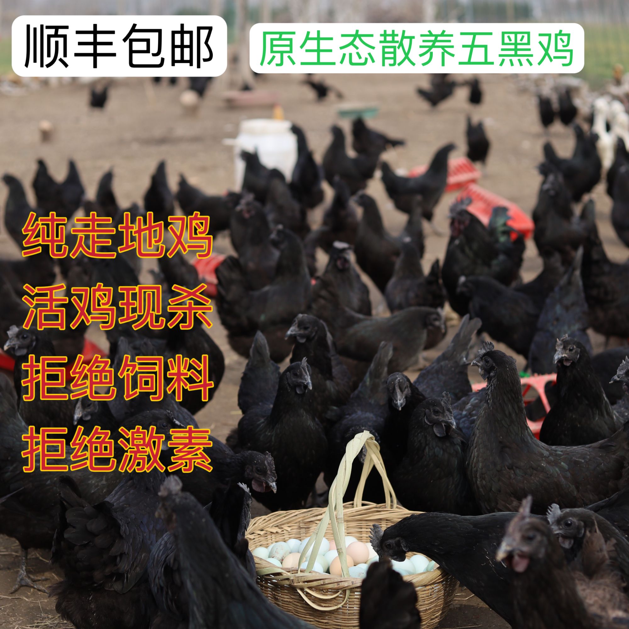 纯粮散养一年半五黑鸡现杀现发