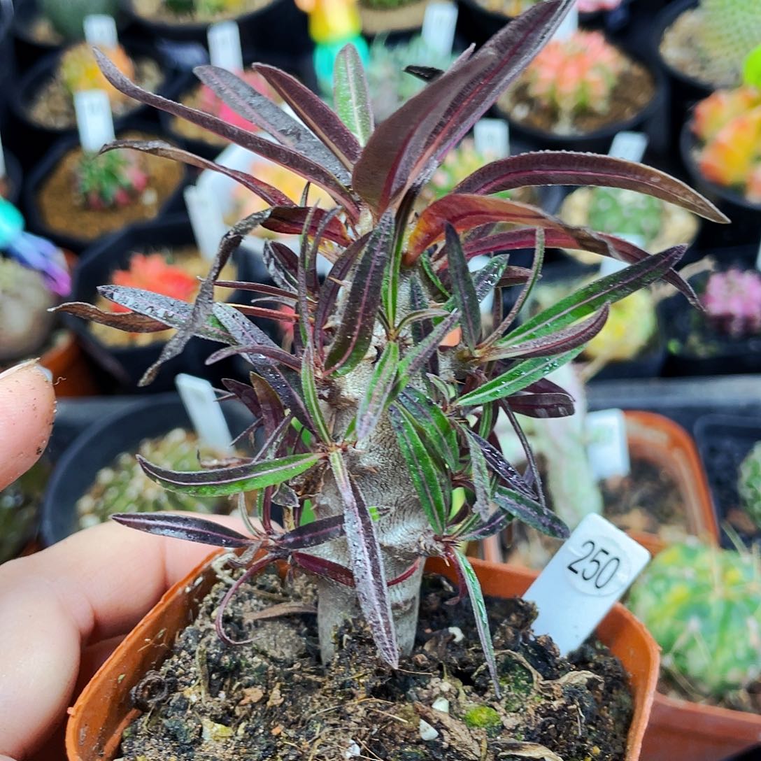 棒槌非偏远地区满25包邮仙人球