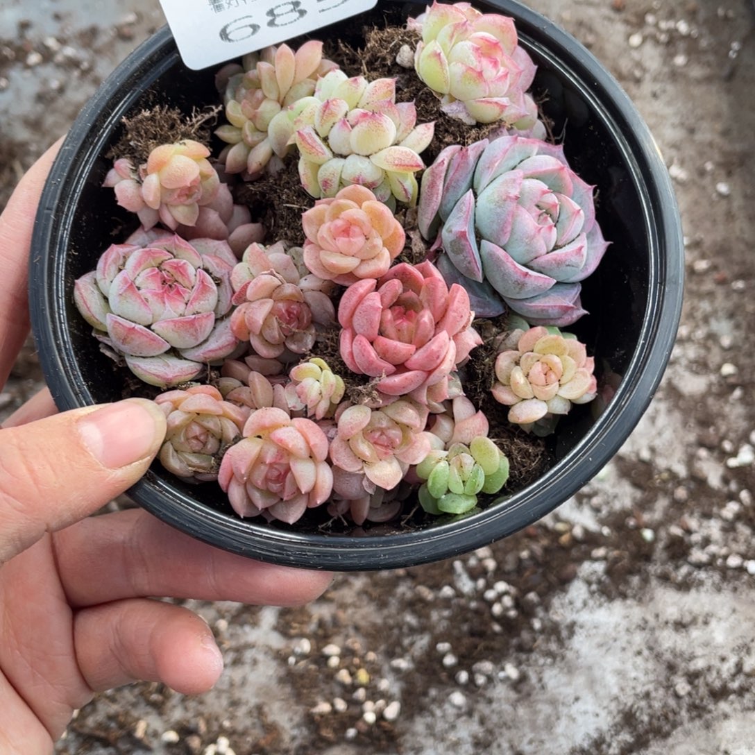 念***✪糕大上多肉植物685