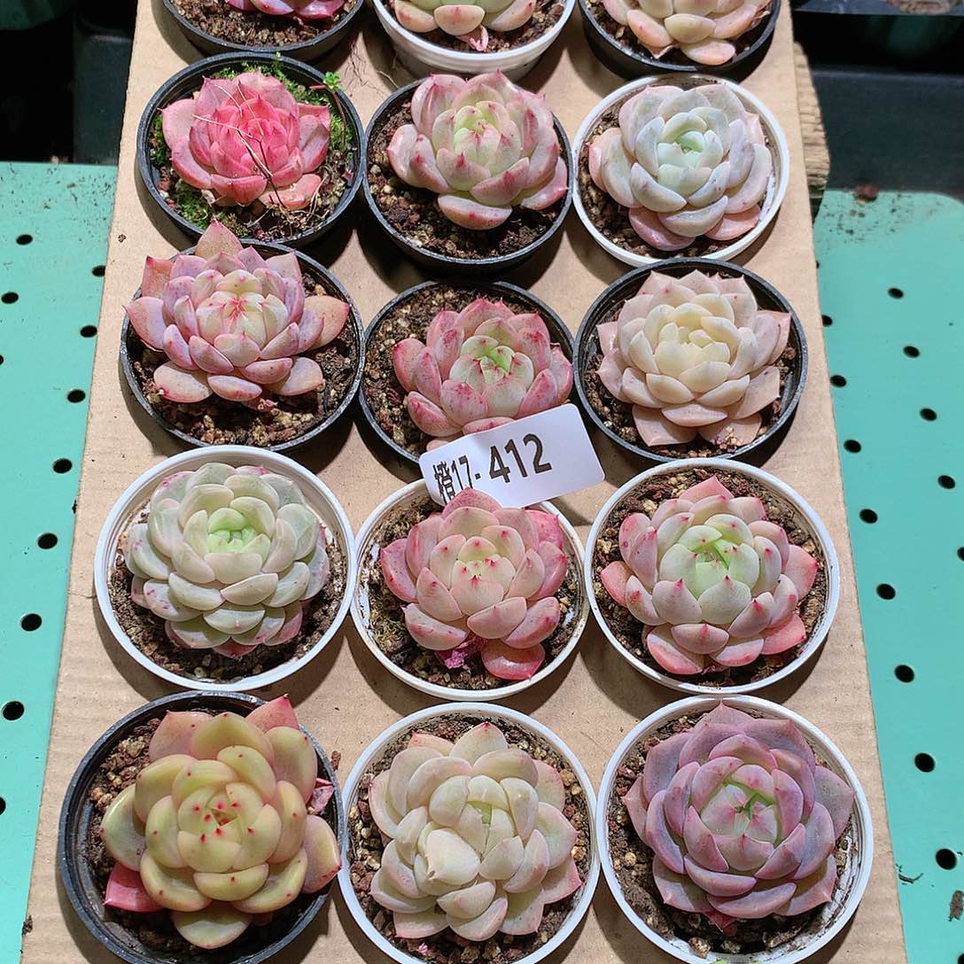 17-412一物一拍带盆18颗