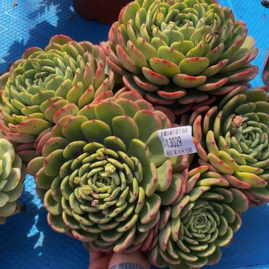 妞*十里桃花13029多肉