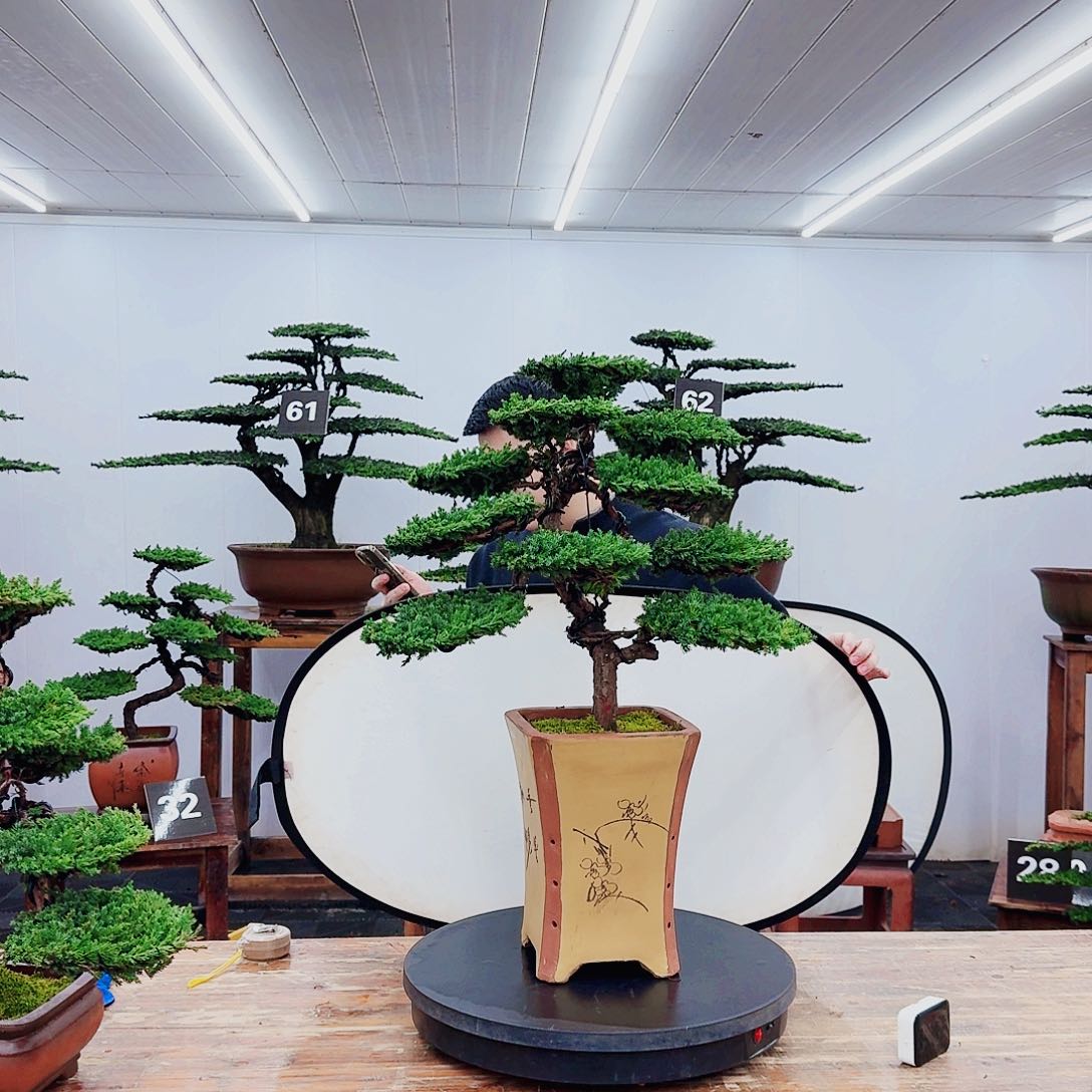 无花朵一盆一景一物一拍