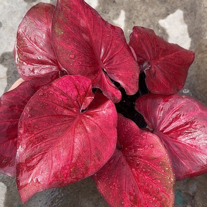 14-0220彩叶芋广东现货