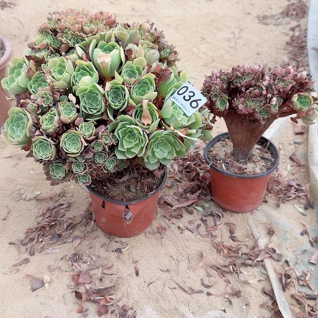036火玫瑰共2颗呀呀