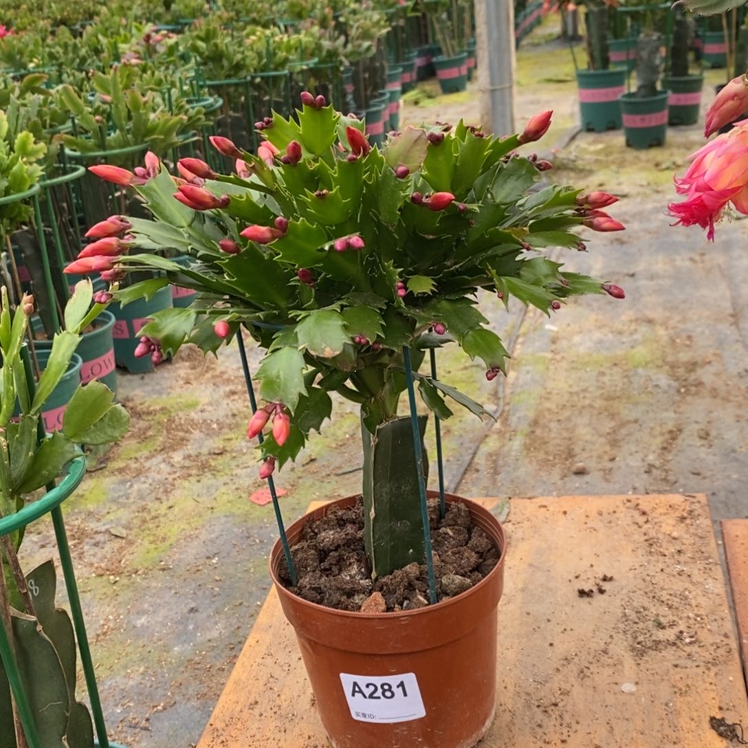 *****完全开放281嫁接加勒比