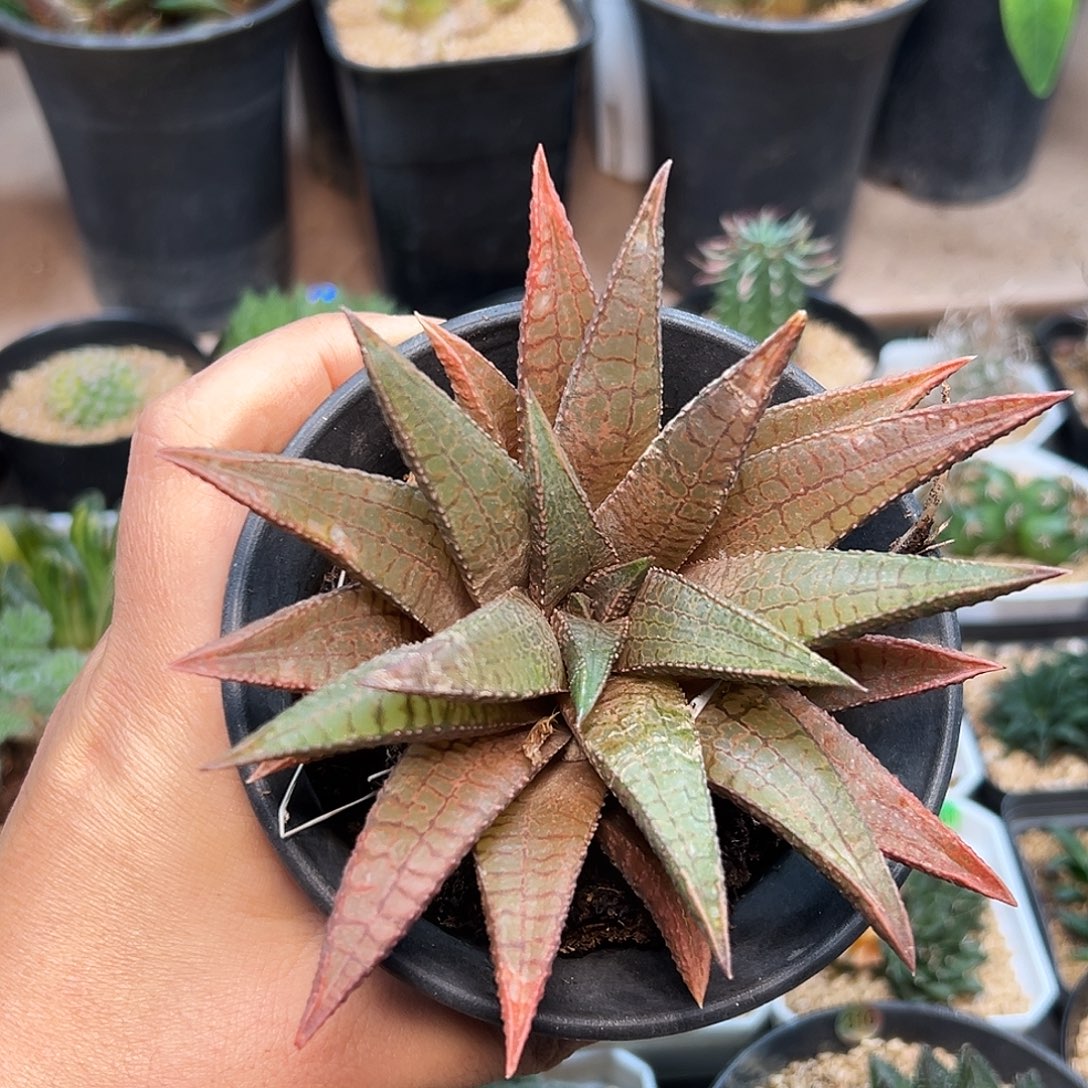 龙王 黑王×龙鳞       