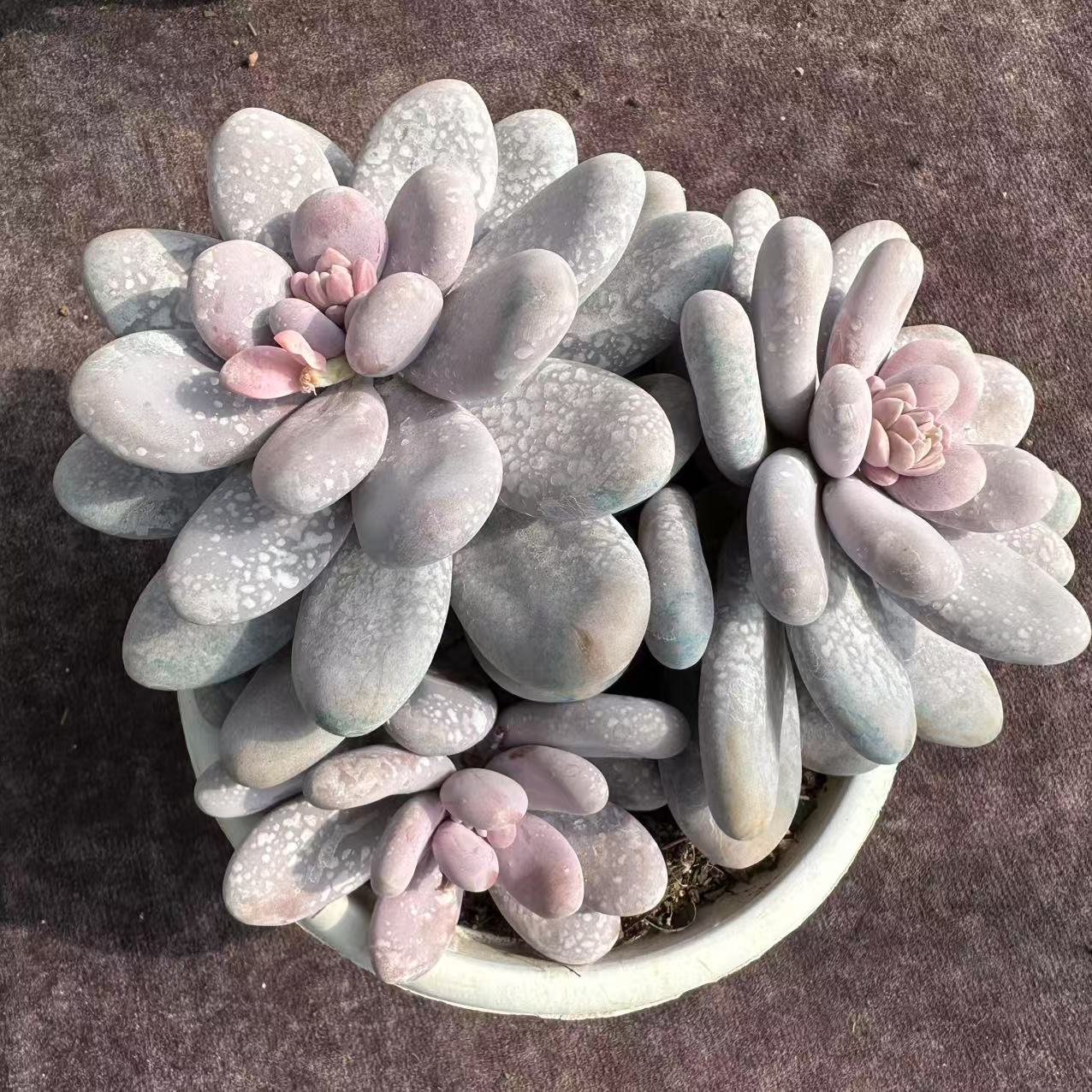 多头群生奶酪随机一颗脱土，发货以直播间为准！