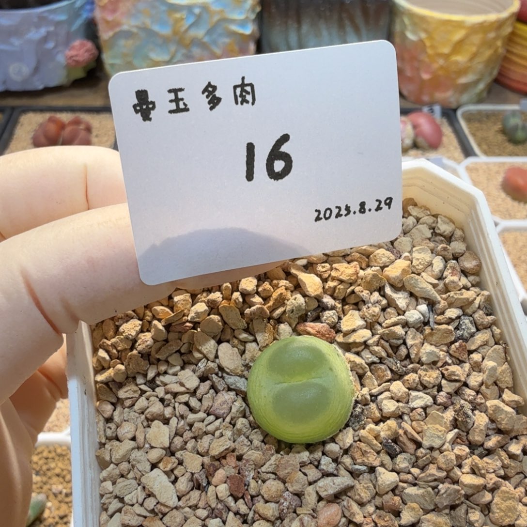 多肉多肉多肉8.29-016