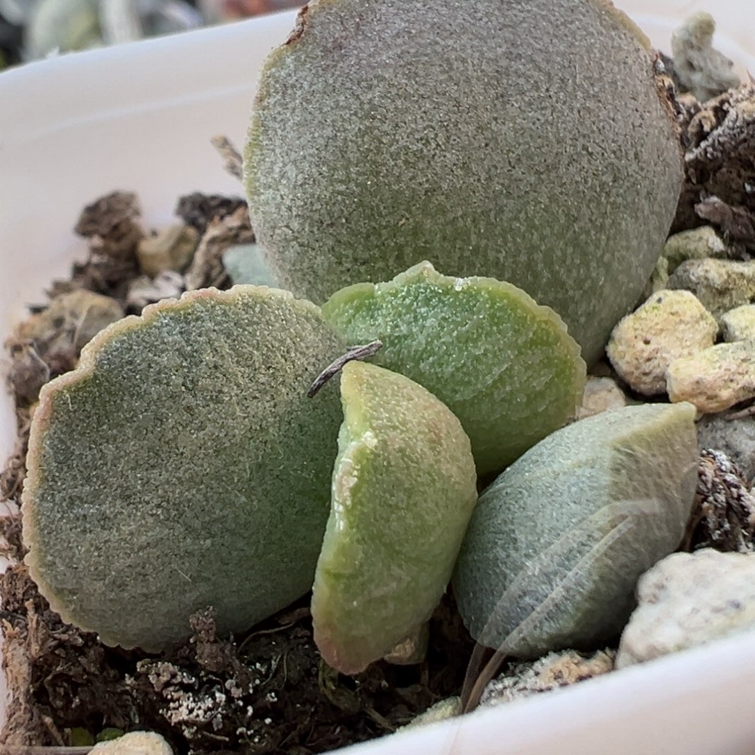 实生低叶苗多肉植物水泡