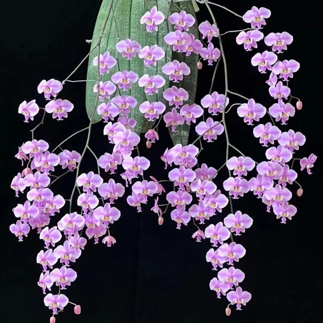 西蕾丽蝴蝶兰花苗2.5寸杯