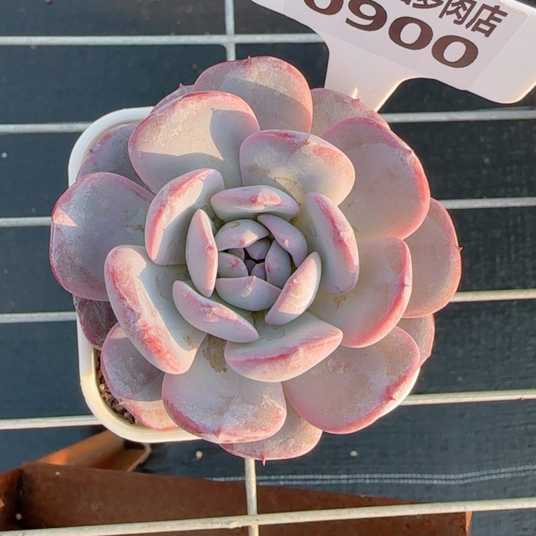 多肉植物0900……………