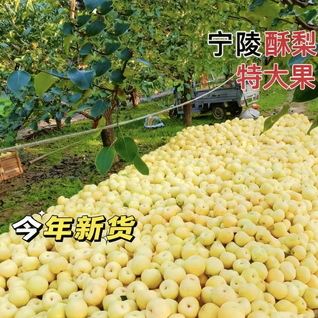 宁陵酥梨正宗宁陵酥梨新鲜水果脆甜多汁皮薄酥脆当季梨子整箱批发