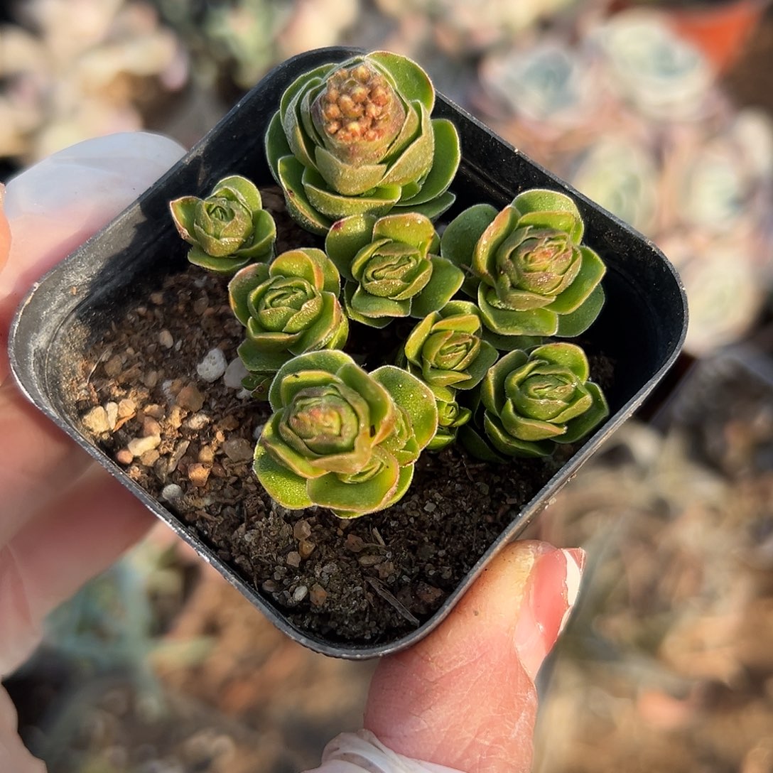 多肉植物多肉植物